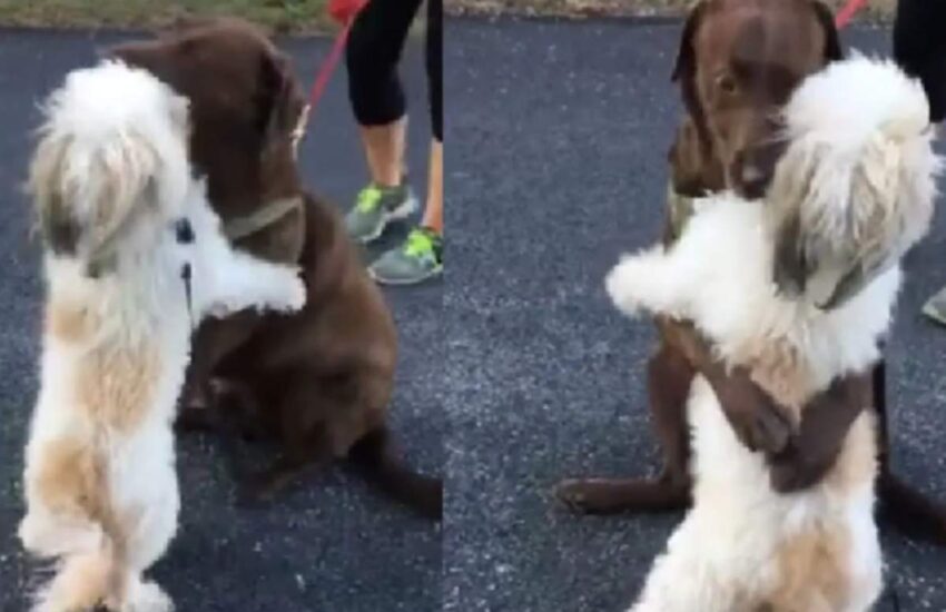 Separati per un lungo periodo, due cani si rivedono e si abbracciano: un gesto carico di emozione che ha toccato milioni di cuori.