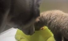 Un uomo filma un atto crudele, ma non resta a guardare: adotta il cucciolo abbandonato e gli regala una nuova vita.