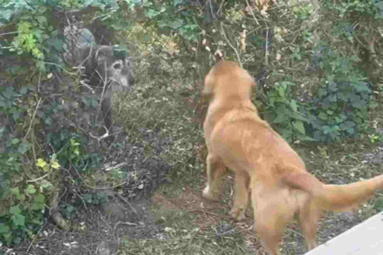 Nel giardino tra due case nasce un’amicizia tenerissima: due cani abbattono la recinzione pur di stare vicini ogni giorno.