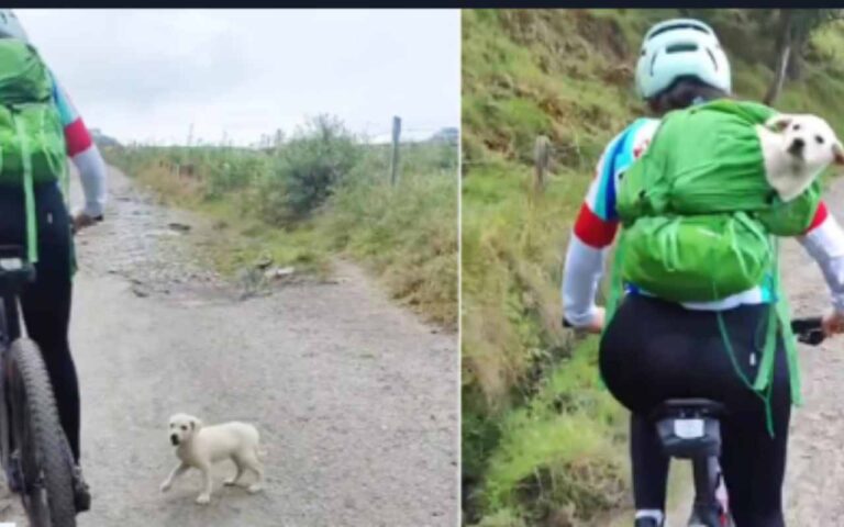 Durante un'escursione in montagna, una ciclista trova una cucciola randagia. Quel gesto cambierà per sempre le vite di entrambe.