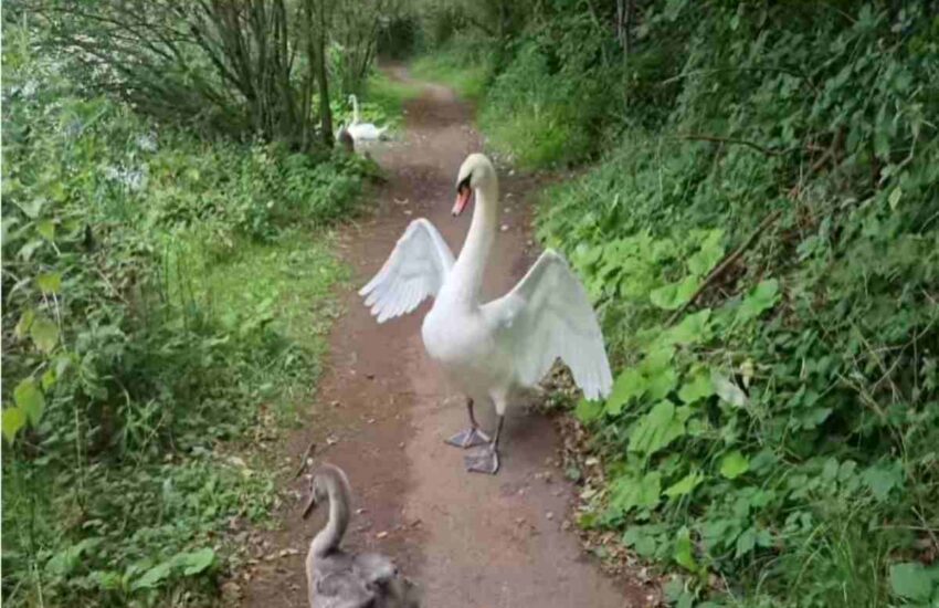 Separati per salvare il piccolo malato, mamma e cucciolo si ritrovano. Il loro abbraccio ha sorpreso i volontari del Waterfowl Sanctuary.