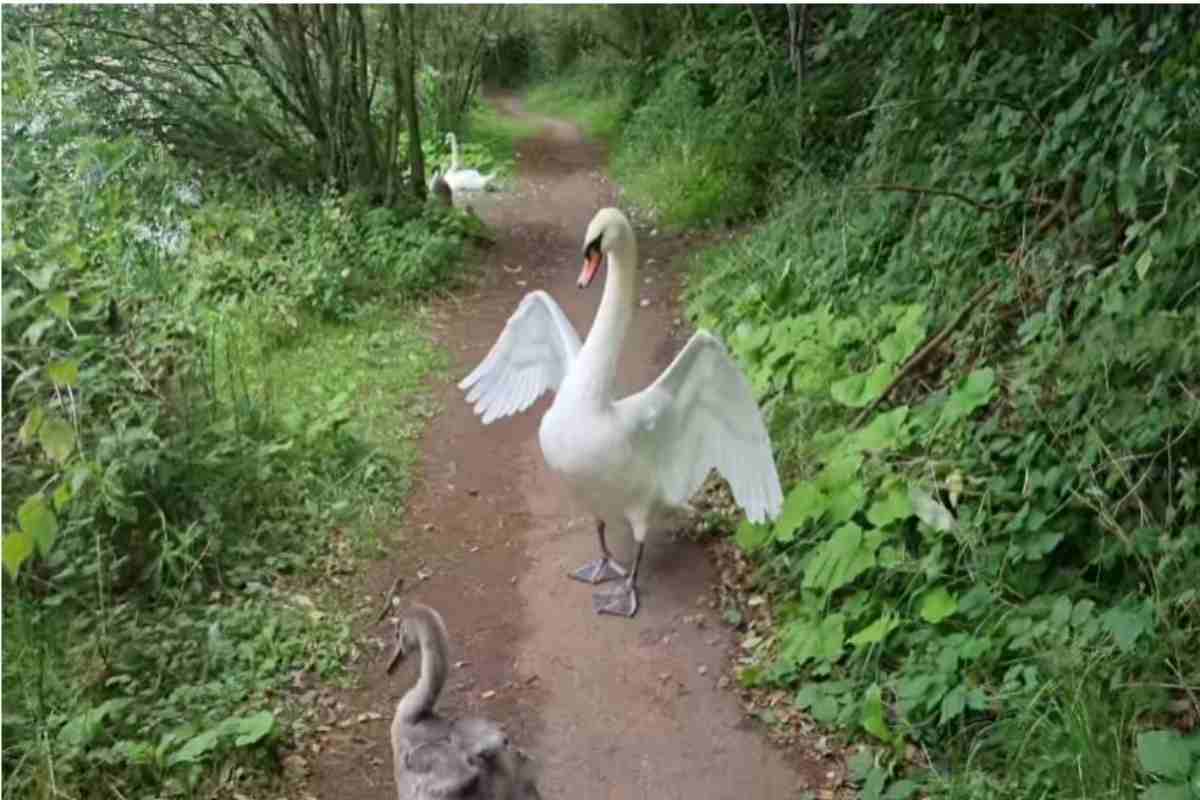 Commovente ritorno: mamma cigno corre a riprendersi il suo piccolo