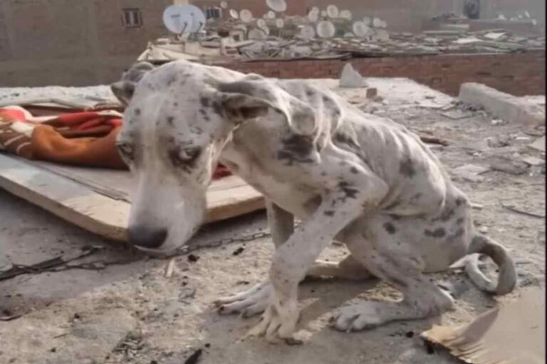 Ridotto alla fame, un cagnolino ha ingerito pietre per sopravvivere: salvato in extremis da un intervento urgente