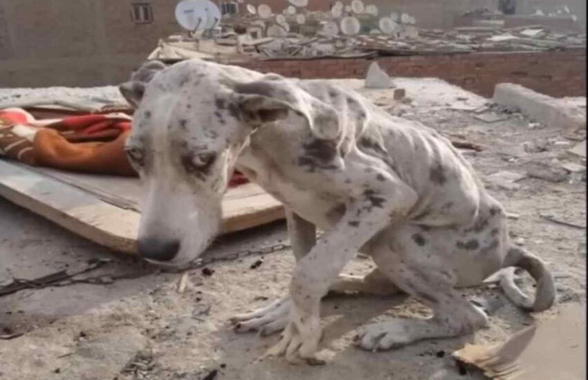 Ridotto alla fame, un cagnolino ha ingerito pietre per sopravvivere: salvato in extremis da un intervento urgente