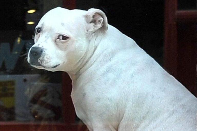Dopo una vita di fedeltà, il cane è stato lasciato in un rifugio ad Amburgo. Ora cerca un'adozione che sia finalmente per sempre.