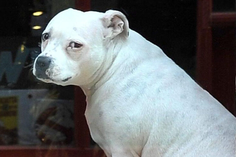 Barney abbandonato dopo 11 anni: rifiutato per colpa della nuova fidanzata del padrone