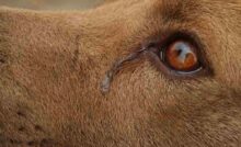 Il cane Lion, dopo aver perso il suo amato umano Ennio, ha smesso di lottare e si è lasciato morire nel giro di tre settimane.