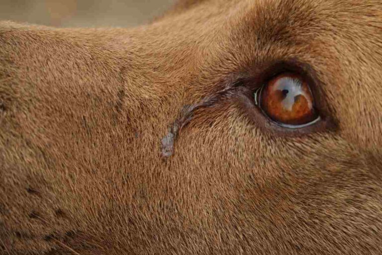 Il cane Lion, dopo aver perso il suo amato umano Ennio, ha smesso di lottare e si è lasciato morire nel giro di tre settimane.