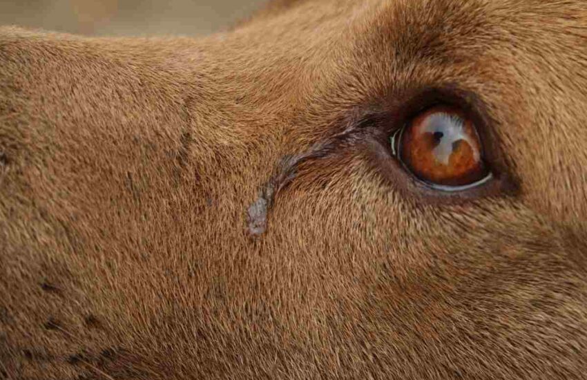Il cane Lion, dopo aver perso il suo amato umano Ennio, ha smesso di lottare e si è lasciato morire nel giro di tre settimane.