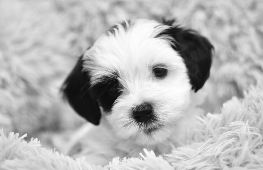 Un cane segnato da abusi trova il coraggio di fidarsi: bastano pochi istanti per cambiare la vita a entrambi. E l’amore fa il resto.