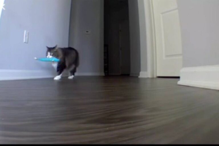 Il gatto Pawl, lasciato solo durante un viaggio, viene ripreso mentre piange con il suo peluche preferito: il video ha commosso milioni di utenti.