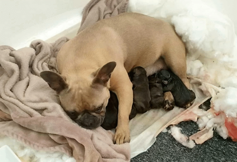 Una donna decide di praticare l’eutanasia alla sua cagnolina perché anziana, ma una vicina allerta l’associazione e scopre che l’animale è incinta.