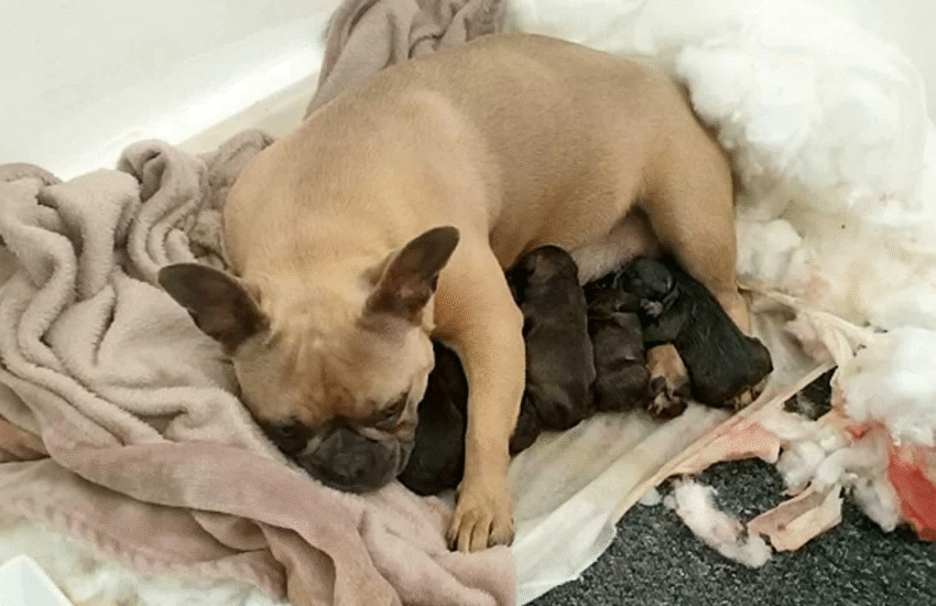 Una donna decide di praticare l’eutanasia alla sua cagnolina perché anziana, ma una vicina allerta l’associazione e scopre che l’animale è incinta.