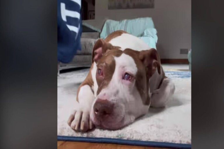 Colpito da una diagnosi crudele, un Pitbull di 5 anni ha lasciato la sua giovane padrona dopo una vita piena d’amore: il loro legame commuove il web.