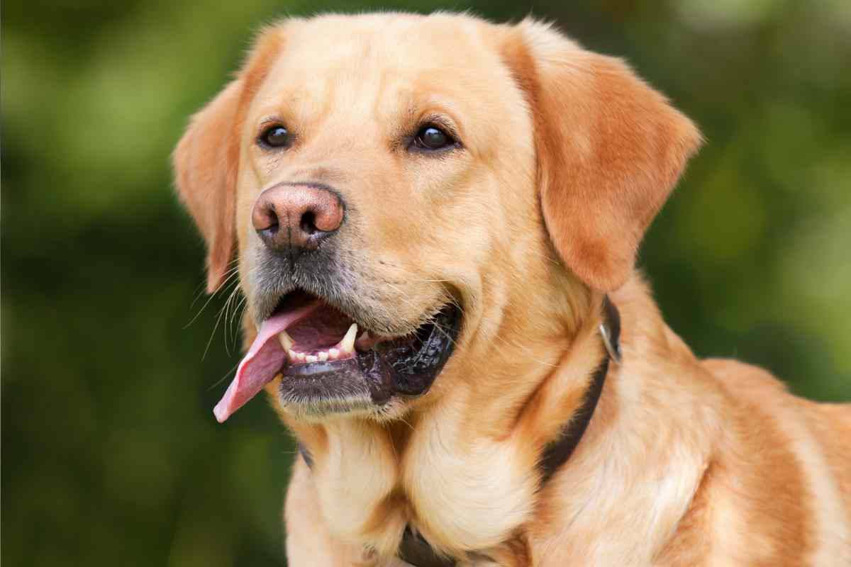 Asia, il labrador che porta i cerotti al padrone ferito: il gesto che conquista il web