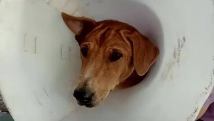 Ferita e malata, una cagnolina randagia ha lottato con tutte le forze per proteggere il suo cucciolo. Un amore che salva la vita.