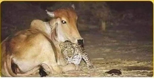Non dimentica chi l’ha salvato: il tenero gesto del leopardo nei confronti della mucca che lo ha allattato