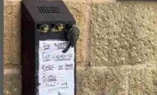 In mancanza di alberi, una coppia di cinciallegre ha trasformato un posacenere da muro nel nido perfetto per far nascere i propri piccoli.