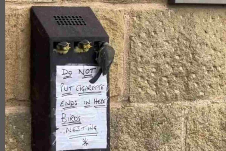 In mancanza di alberi, una coppia di cinciallegre ha trasformato un posacenere da muro nel nido perfetto per far nascere i propri piccoli.