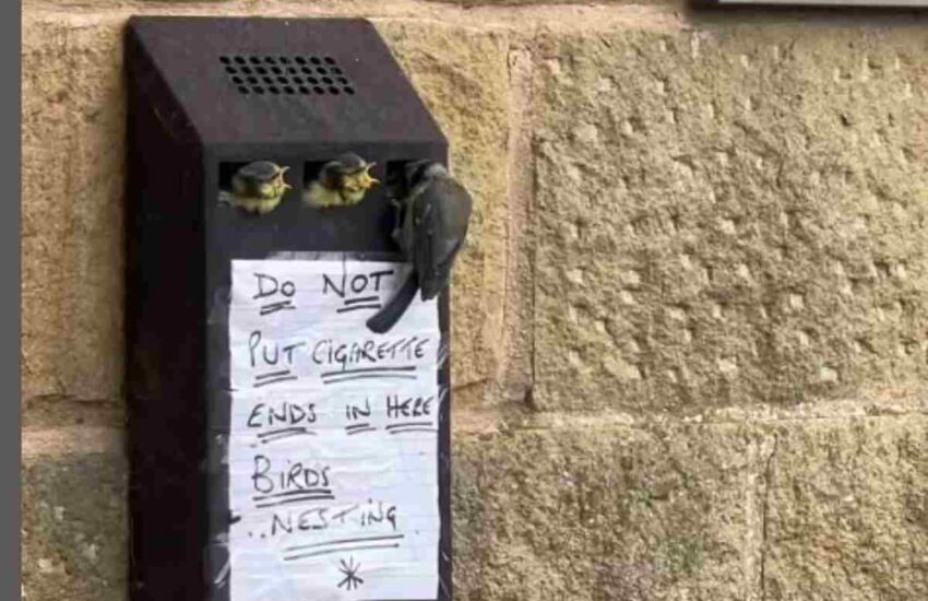In mancanza di alberi, una coppia di cinciallegre ha trasformato un posacenere da muro nel nido perfetto per far nascere i propri piccoli.