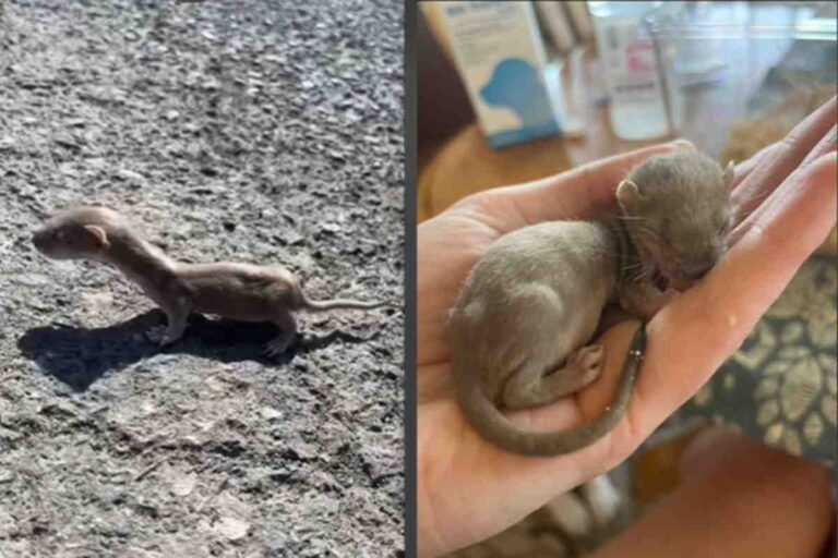 Una donnola neonata rischiava la morte su una strada del Montana, ma una famiglia si accorge di lei e la porta in salvo