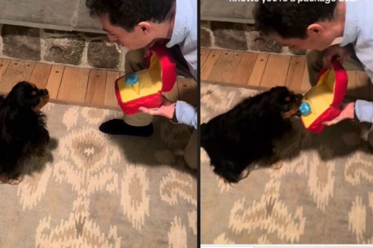 Un giovane ha chiesto la mano della fidanzata, ma ha voluto coinvolgere anche la cagnolina Daisy in un momento indimenticabile.