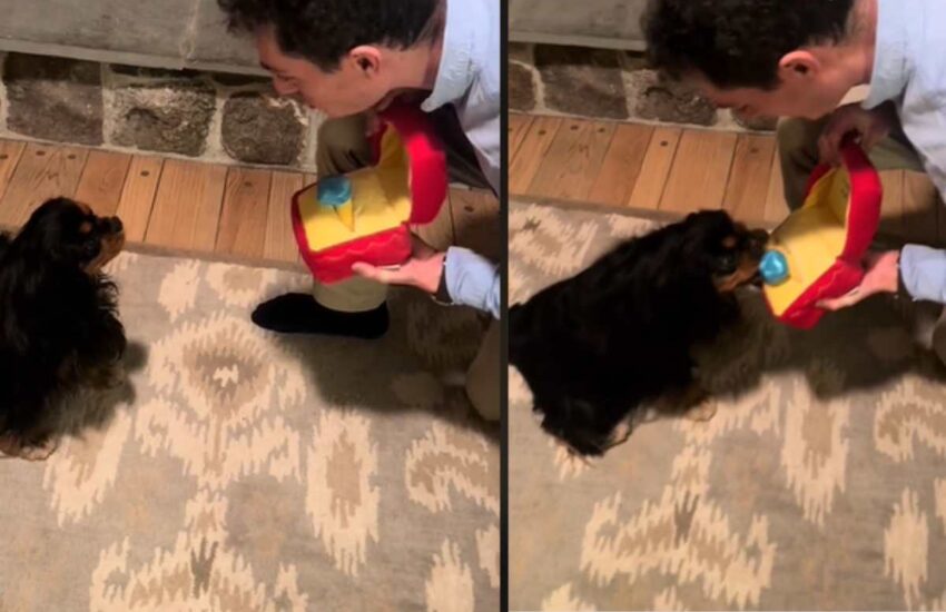 Un giovane ha chiesto la mano della fidanzata, ma ha voluto coinvolgere anche la cagnolina Daisy in un momento indimenticabile.
