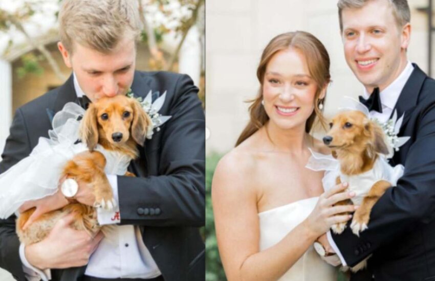 Nel giorno delle nozze, la sposa sorprende il marito con un incontro speciale: non lei, ma la loro adorata cagnolina con un velo da sposa.