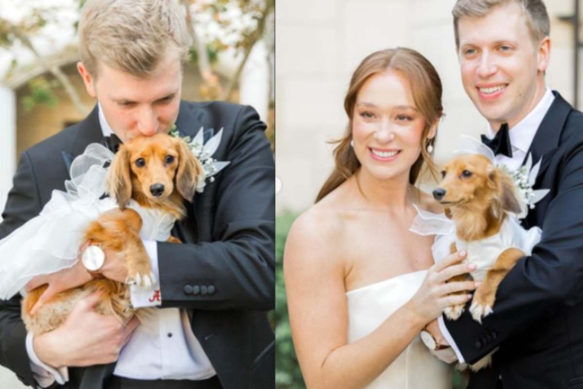 Nel giorno delle nozze, la sposa sorprende il marito con un incontro speciale: non lei, ma la loro adorata cagnolina con un velo da sposa.