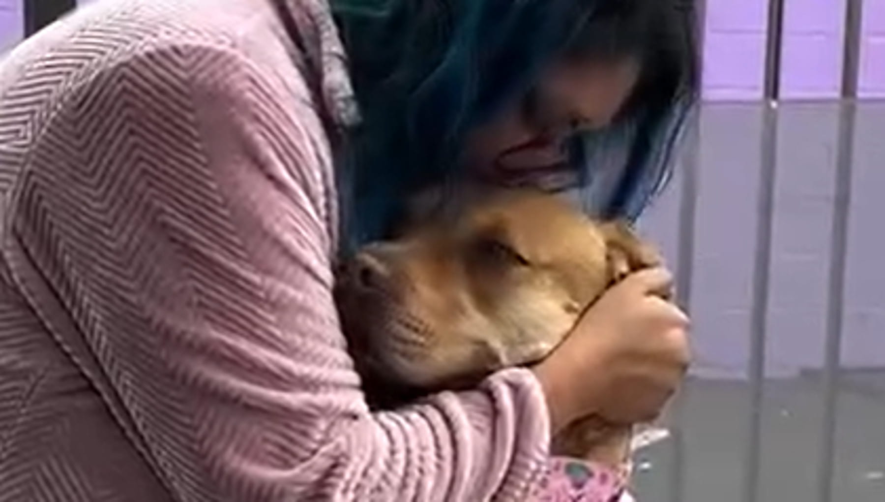 Abbandonato e rinchiuso: Maxine tendeva la zampa a chiunque passasse