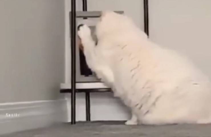 Un felino accarezza l’immagine della persona scomparsa con infinita dolcezza, dimostrando che anche i gatti sanno amare profondamente.