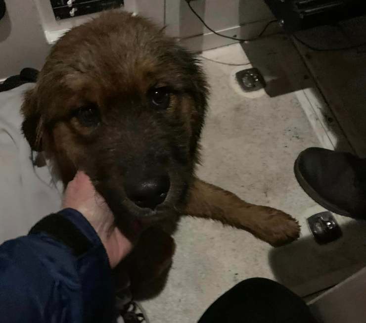 Il cucciolo scompare nelle acque gelide, ma vince la sfida per la vita