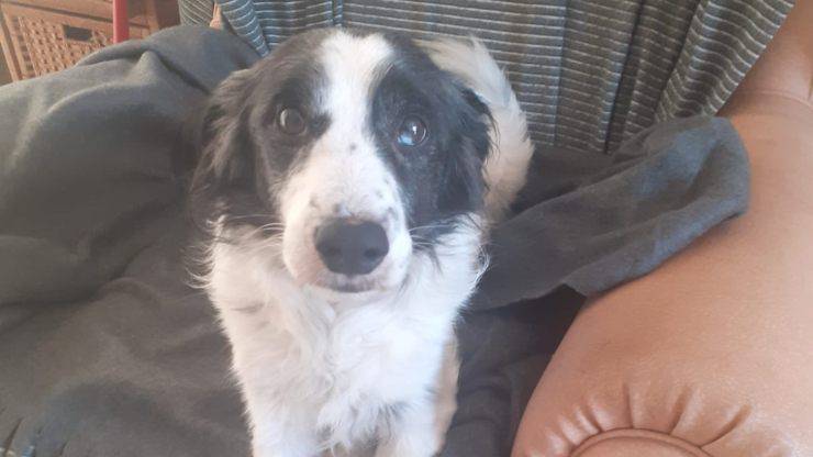 Dopo una vita in casa con il suo umano, Birillo è finito dietro le sbarre. A 10 anni non può rassegnarsi alla solitudine di una gabbia.