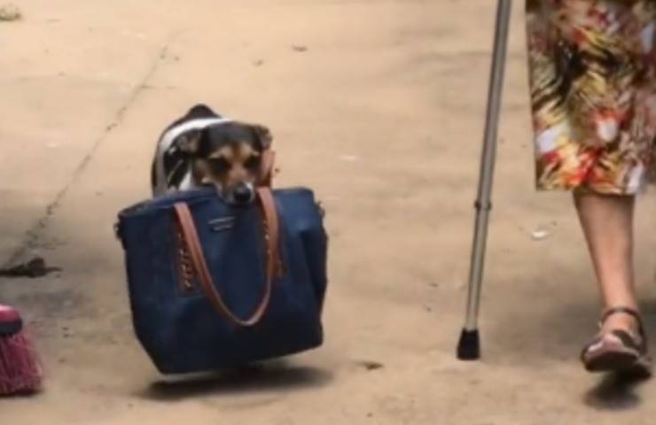 Rebecca, la cagnolina premurosa che porta la borsa alla sua padrona anziana