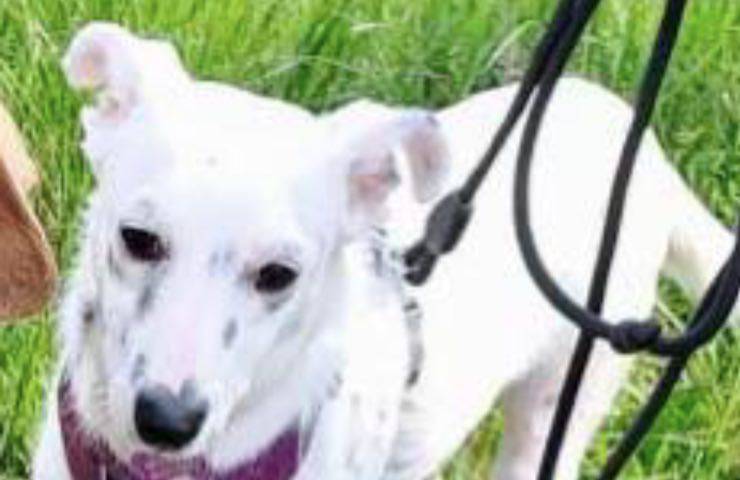 Rosie, la cagnolina abbandonata con una frattura al bacino, ha finalmente trovato casa