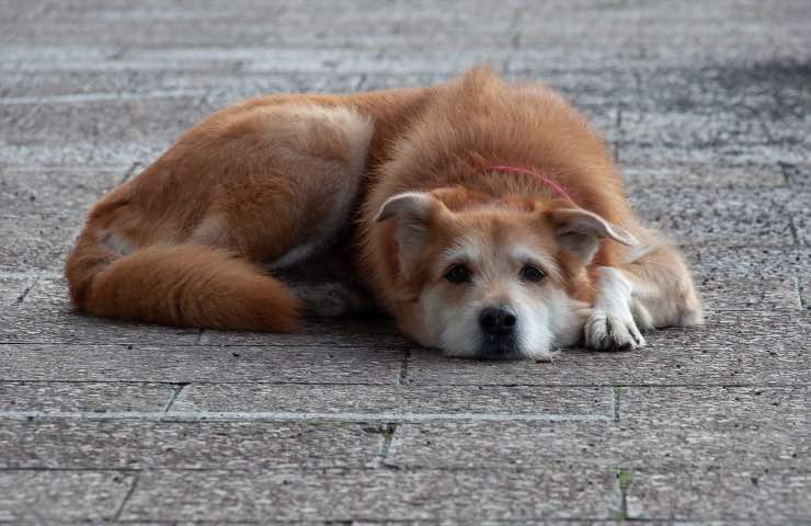 Il cane eroe ha dato l’allarme durante l’ictus del suo anziano padrone, ma lo stress della lontananza gli è stato fatale