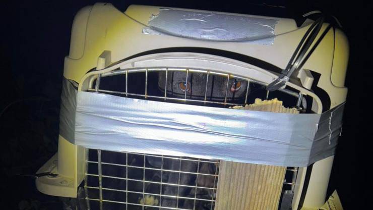 Sigillato in una scatola con lo scotch: salvato un cane abbandonato davanti a casa