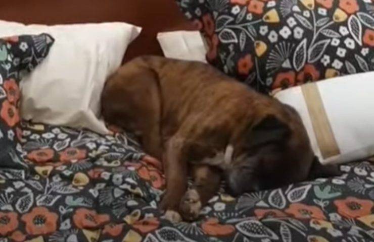 Cucciolo randagio sfida il freddo e trova riparo in un negozio di mobili e si addormenta su un letto