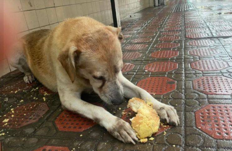 Ogni giorno attende il suo pane, ma la panetteria ha chiuso: la toccante storia di Jhonny commuove il web e mobilita il quartiere