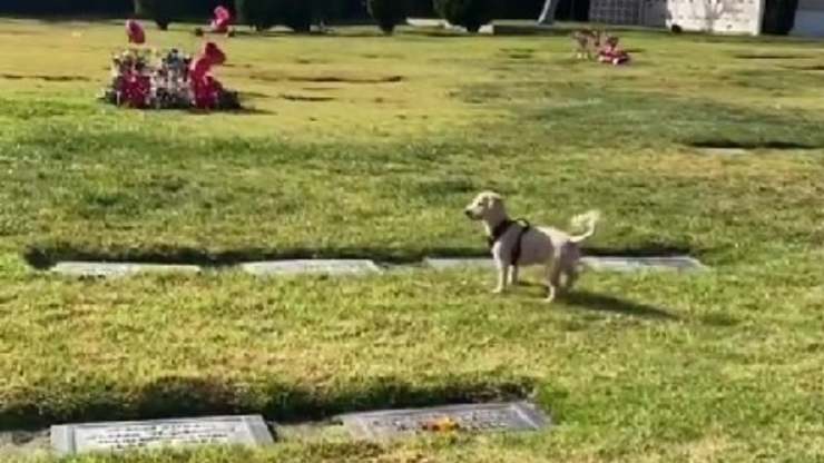 Scout guida la padrona sulla tomba della nonna e commuove tutti