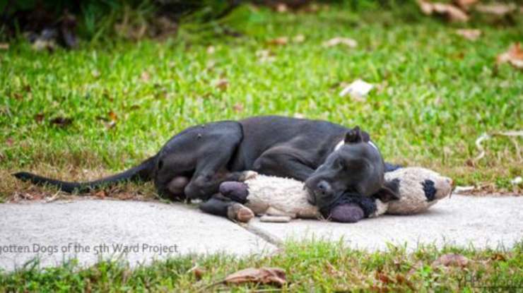 Quel cane dormiva in strada col suo peluche: quando i volontari tornano, è scomparso per sempre