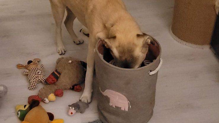 Compra un cucciolo, poi lo abbandona perché “troppo grande”: la triste storia di Klausi