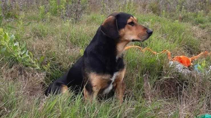 Peluchin, il cane che aspetta il padrone scomparso, senza allontanarsi da dove lo ha visto l’ultima volta