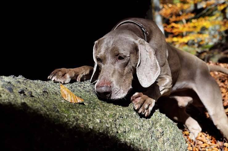 Muore nel bosco durante la caccia: il suo cane lo veglia per ore senza mai lasciarlo solo