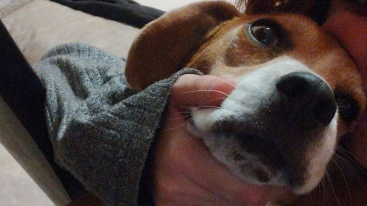 Una ragazza ha vissuto ore di panico per il suo beagle scomparso, finché il padre le ha inviato una foto: il cane era stato “arrestato” per aver morso un poliziotto.