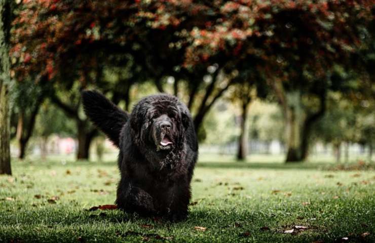 Salone di toelettatura, torna a casa con il cane sbagliato: lo scopre dopo quattro mesi