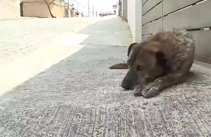 Rubano casetta a un cane, poi la restituiscono con un biglietto: “Scusateci, volevamo aiutare altro cucciolo”