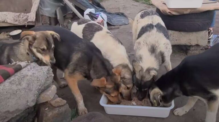 Oleg vive per strada con 30 cani, li accudisce ogni giorno e ora riceve il supporto dei volontari di Love Furry Friends.