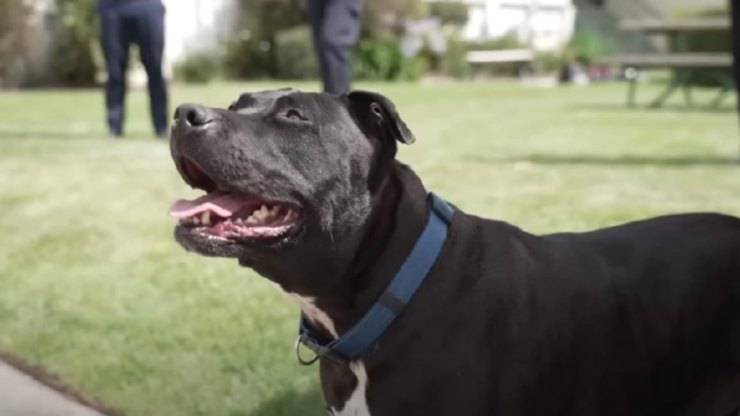 Non è più solo: i detenuti adottano Cesar, cane con l’ansia da separazione