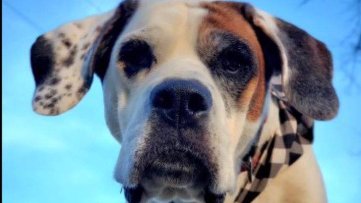 Una mucca salvata dalla morte trova un amico per la vita in un cane